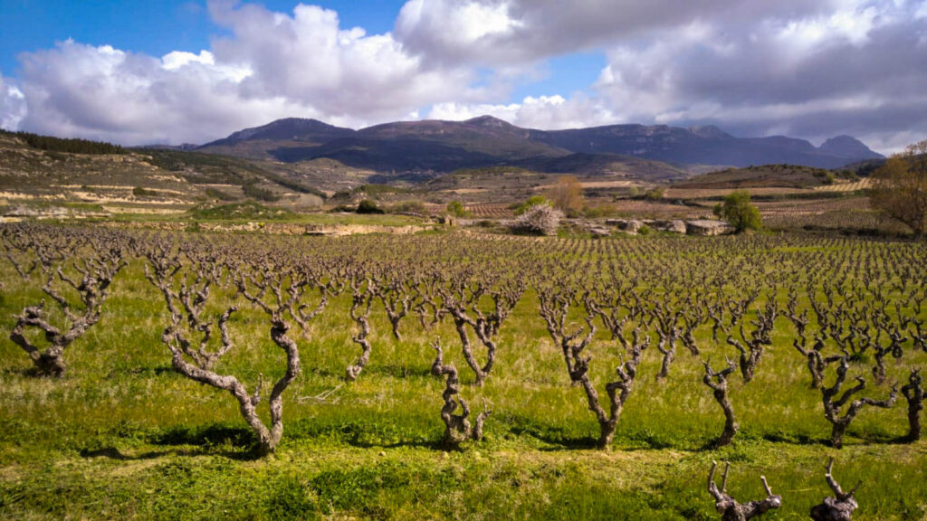 Pago de Carraovejas